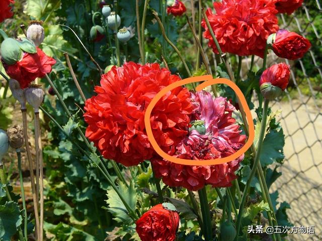 重瓣罂粟可以当成观赏花卉合法种植吗？