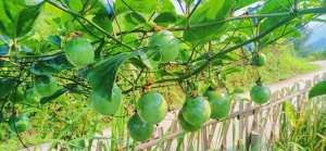 茹蜜的种植(百香果怎么种植才能提高产量和品质呢？)