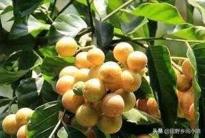 黄皮果树种植(黄皮果高效种植技术及常见病虫害防治方法)