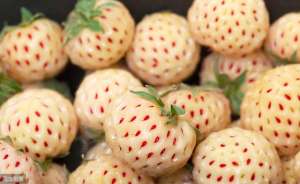 菠萝草莓怎么种植(菠萝莓酸甜可口有菠萝的味道，种植简单容易，无奈产量过低)