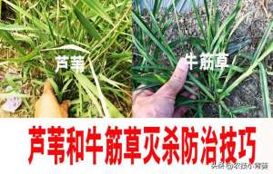 芦苇种子种植方法(怎样杀死地里的芦苇和牛筋草？这几个除草剂配方专杀各类恶性杂草)
