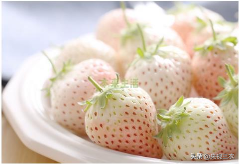 专家支招：4招教你挑出好吃的草莓