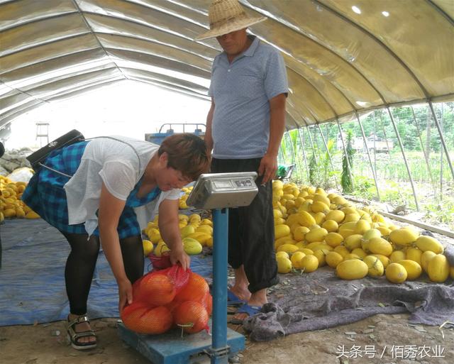 农村人在质疑声中搞哈密瓜种植，如今亩收入过万，瓜比蜜甜
