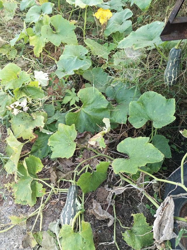 看看秋天农村的两大蔬菜霸王：方瓜和柴米豆