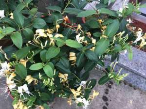 金银花是怎样种植(养好盆栽金银花，记住5个“细节”，花开一树，3年长成漂亮老桩)