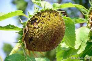葵瓜子种植方法(你不知道的葵瓜子种植技术，听老农和你细说，高产丰收有保障)