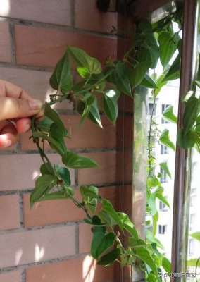 山药豆的种植时间(小黑球埋进花盆里，长成小了盆栽，枝条爬满阳台，结了8斤山药豆)