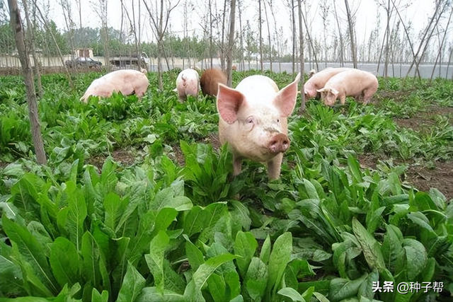 四川养猪一年四季的草，菊苣产量高，适口性好，种一次收割8~10年