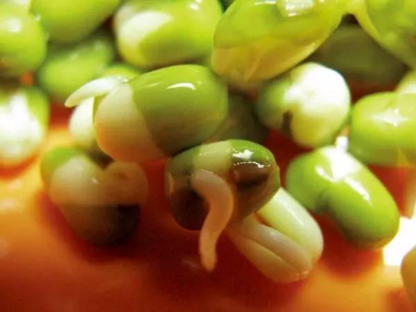 家里买的绿豆，媳妇用5天用玻璃罐养成豆芽菜