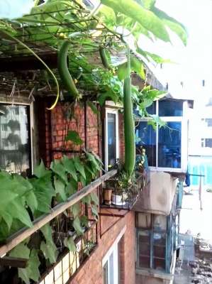 阳台丝瓜种植(在阳台上栽种丝瓜，取一杯丝瓜汁，赏一幅黄花绿瓜的景象)