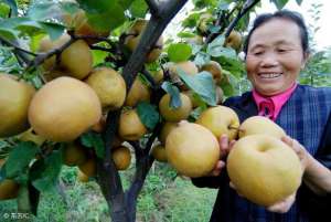 梨树种子盆栽种植方法(吃完梨以后，‘梨核’不要让，简单在家种梨树)