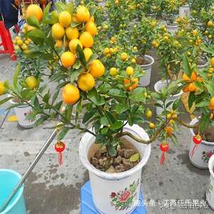 桔树种植技术(盆栽柑橘种植怎么种了、了解这几点、每年结果满盆、吃不完)