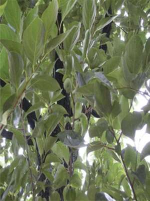 柿子树的种植条件(柿子树种植和管理方法)