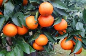 红美人柑橘种植技术(高品质柑橘品种红美人高效栽培关键技术)