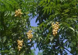 黄皮果树种植(山黄皮的栽培，山黄皮你有见过吗？你的家乡有吗？)