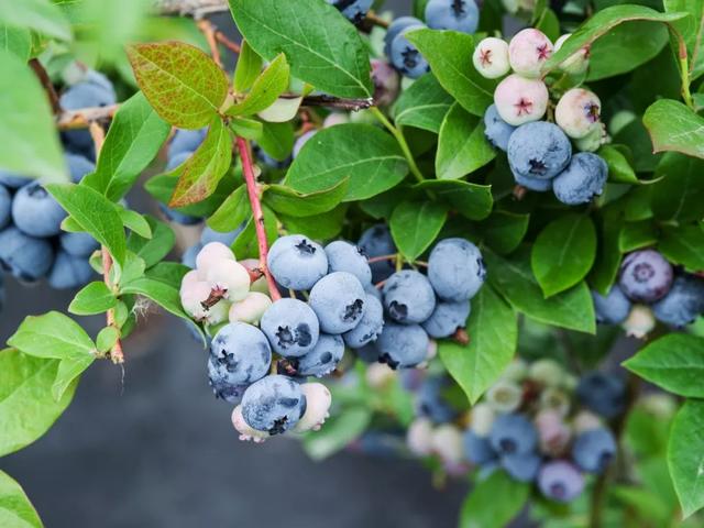 阳台果树专业户，好吃又好看的蓝莓——占地少，又能结果，完美