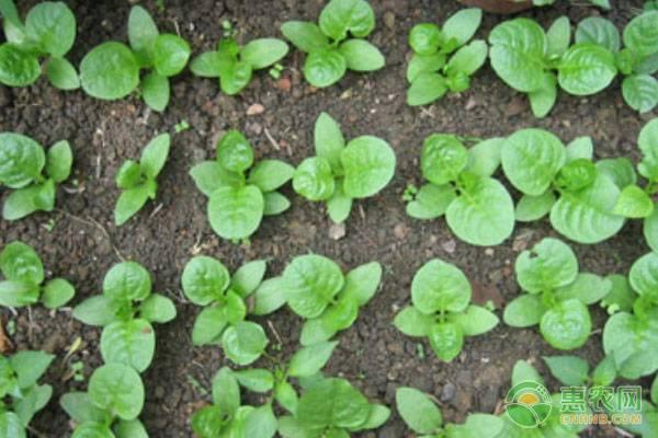 阳台木耳菜的种植方法及科学管理