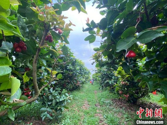 “莲雾大王”扎根海南20余年：大陆市场让莲雾成为最有发展前景的水果