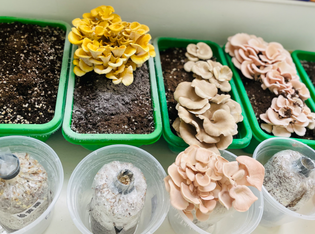 蘑菇种植全程指南！无论是香菇还是平菇，无论是露地还是袋培养！