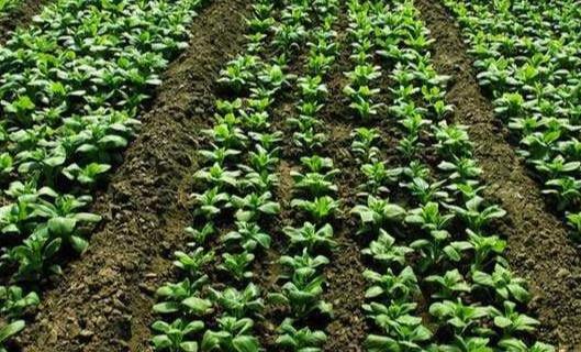 怎样才能让菠菜高产，这些种植管理技术，种植户们应该熟练掌握
