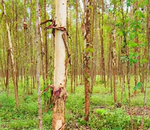 “断子绝孙树”桉树的真相揭秘为何广西仍然在种植？