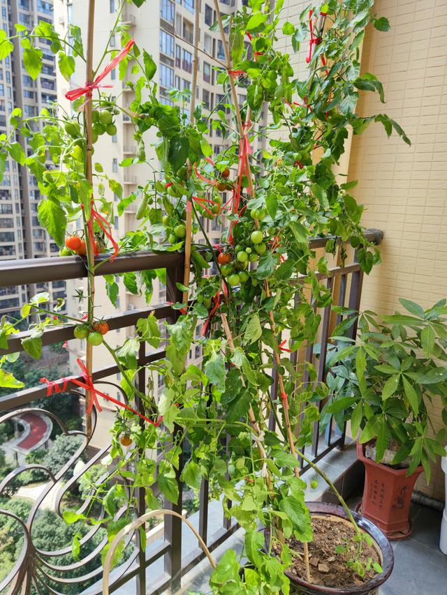 家庭种菜之小番茄的“种植方法”，越长越壮实茂盛，果子非常多