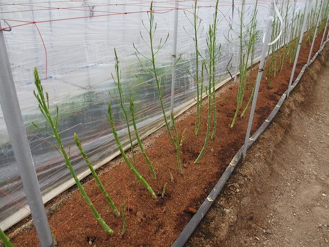 种植芦笋，从早春到晚秋，温室大棚的优点有哪些？