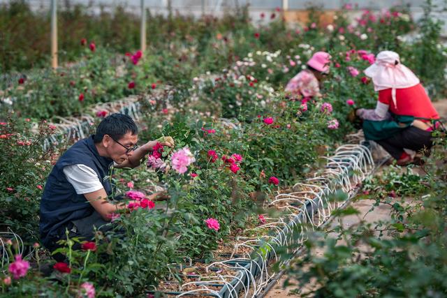 （社会）四季中国丨“来自星星的玫瑰”开花了