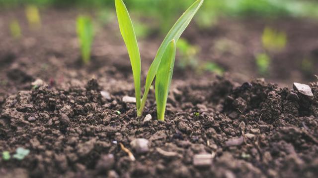 农业基础：耕种未来的土壤