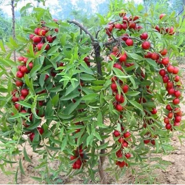 含钙及其他营养素极其丰富的野生灌木果树红欧李