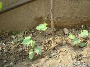 广东水瓜的种植方法(庭院、荒废地种植丝瓜的时间及管理措施)