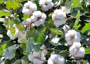 棉花种植技术(棉花种植技术以及管理方法有哪些？)