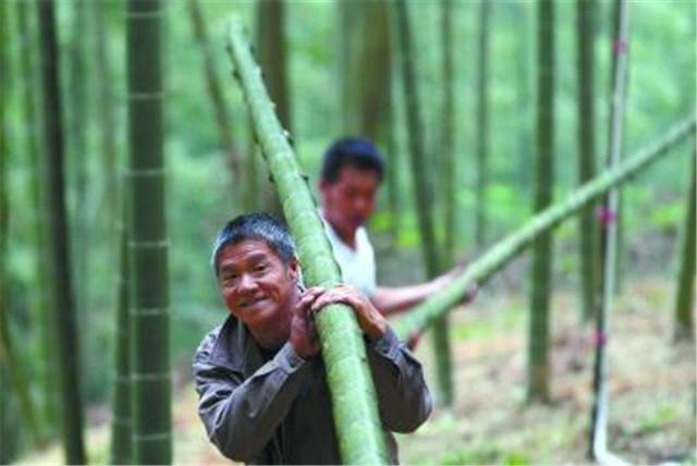 坚持造林绿化先锋，毛竹造林栽培技术分析，保护当地生态环境