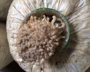 磨菇种植图片(别再花钱买蘑菇了，教你在家培育，一次种植能吃上2个月)