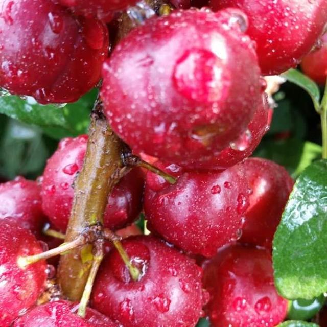 含钙及其他营养素极其丰富的野生灌木果树红欧李