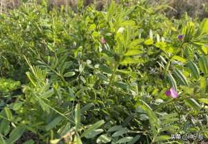 野豌豆种植(冬季肥饲兼用作物-箭筈豌豆，能改良土壤，还是牲畜喜爱的饲草)
