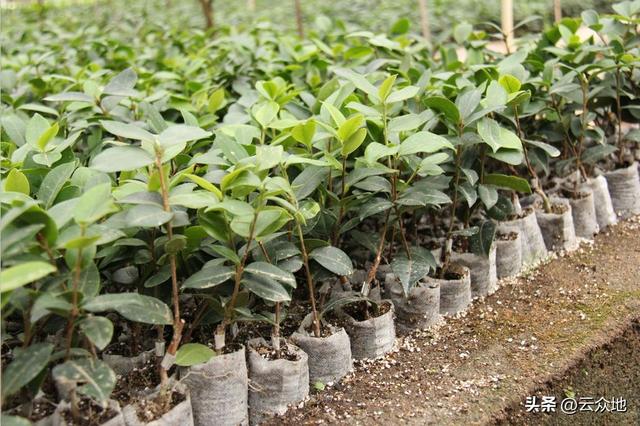 油茶栽种正当时，品种如何搭配？种植补贴如何拿？