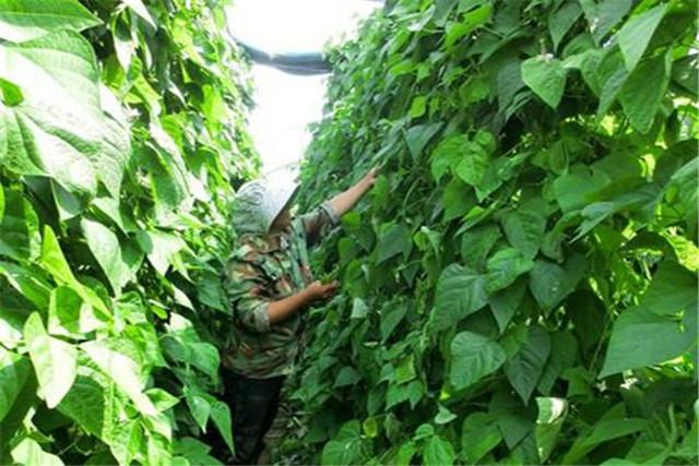有吉林省为例，露地油豆角高效栽培技术，一起来学学吧
