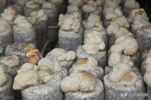 种植猴头菇(猴头菇形成“菌棒生产、食用菌培植、产品深加工”一体化全产业链)