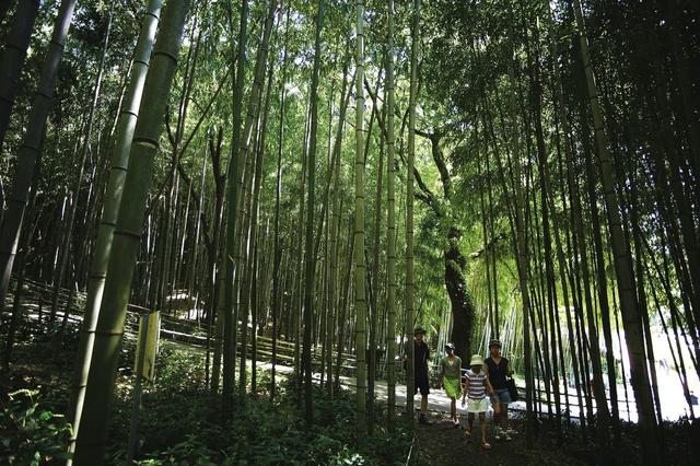 坚持造林绿化先锋，毛竹造林栽培技术分析，保护当地生态环境