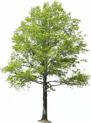 具有“双重价值”的树，一棵能卖3000~5000元，就是长得有点慢
