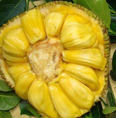 菠萝蜜有很好的减肥作用，种植只需掌握几点，轻松获得高产
