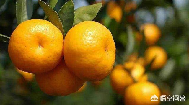 果农问：尿素在柑橘上该如何使用？