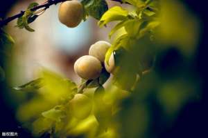 大棚杏树的种植技术(大棚杏栽培技术要点，做到这几点一定高产)