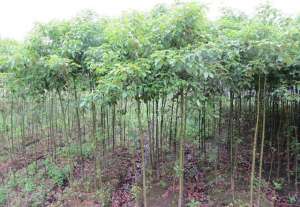 香樟树的种植方法(香樟主要害虫发生规律和防控技术)