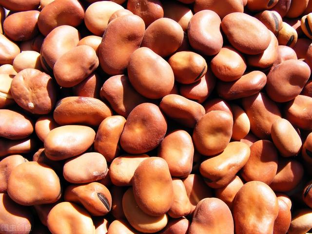 蚕豆种植时间和方法