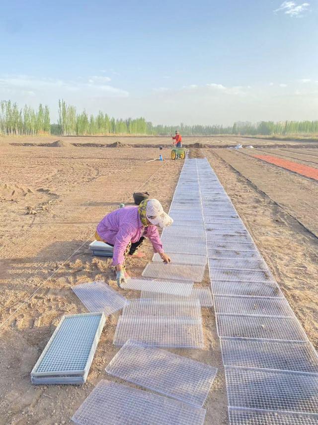 喀什智能化种植万亩海水稻