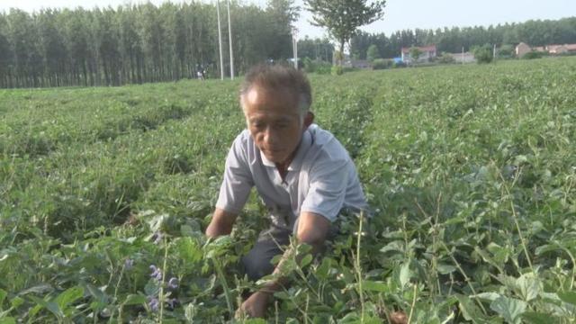 菏泽市成武县：丹参种植 让村民发起了“药”财