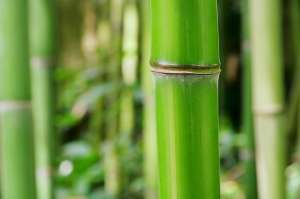 南竹种植(坚持造林绿化先锋，毛竹造林栽培技术分析，保护当地生态环境)