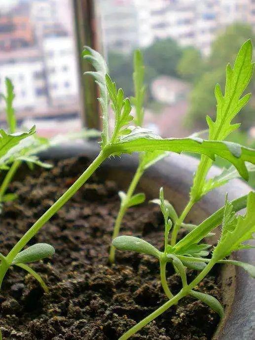 阳台盆栽茼蒿抗病虫害能力强，初学者也能轻松播种栽培